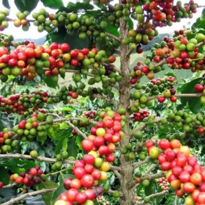 Arabica Coffee Bean Plant - 2" Pot - Grow & Brew Coffee Beans