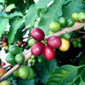 Arabica Coffee Bean Plant - 2