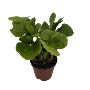 Arabica Coffee Bean Plant - 2