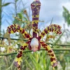 Aranchni Flos Aeris Orchid Cutting - Aranda Leopard, 10 inch Flowering Plant