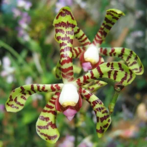 Aranchni Flos Aeris Orchid Cutting - Aranda Leopard, 10 inch Flowering Plant