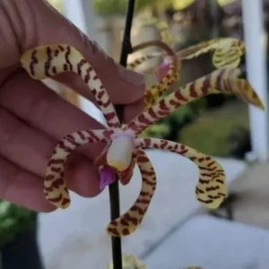 Aranchni Flos Aeris Orchid Cutting - Aranda Leopard, 10 inch Flowering Plant