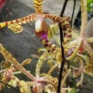 Aranchni Flos Aeris Orchid Cutting - Aranda Leopard, 10 inch Flowering Plant