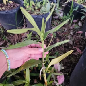 Aranchni Flos Aeris Orchid Cutting - Aranda Leopard, 10 inch Flowering Plant