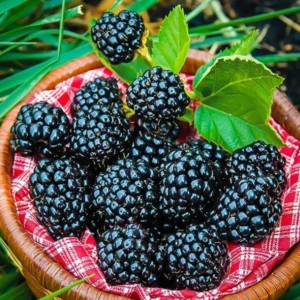Arapaho Thornless Blackberry Plants - Set of 2 Live Fruit Bushes - 4 to 6 Inch Tall
