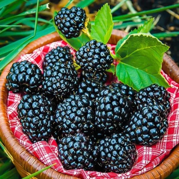 Arapaho Thornless Blackberry Plants - Set of 2 Live Fruit Bushes - 4 to 6 Inch Tall