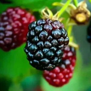 Arapaho Thornless Blackberry Plants - Set of 2 Live Fruit Bushes - 4 to 6 Inch Tall
