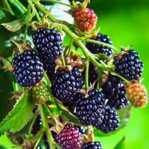 Arapaho Thornless Blackberry Plants - Set of 2 Live Fruit Bushes - 4 to 6 Inch Tall