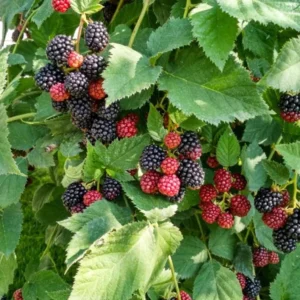 Arapaho Thornless Blackberry Plants - Set of 2 Live Fruit Bushes - 4 to 6 Inch Tall