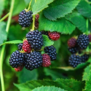 Arapaho Thornless Blackberry Plants - Set of 2 Live Fruit Bushes - 4 to 6 Inch Tall