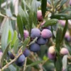 Arbequina Olive Tree - 2 Feet Tall Plant - in 6 Inch Pot