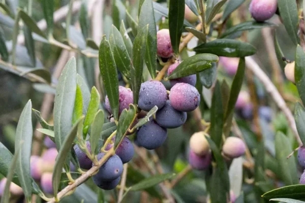 Arbequina Olive Tree - 2 Feet Tall Plant - in 6 Inch Pot