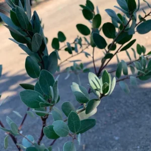 Arctostaphylos Bakeri Louise Edmunds Plant - 6