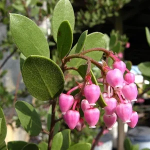 Arctostaphylos Bakeri Louise Edmunds Plant - 6" Pot - Flowering Shrub