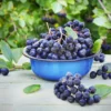 Aronia Bush - Melanocarpa Shrub - Edible Fruit - Adaptable - Dark Purple Berries - Fall Color