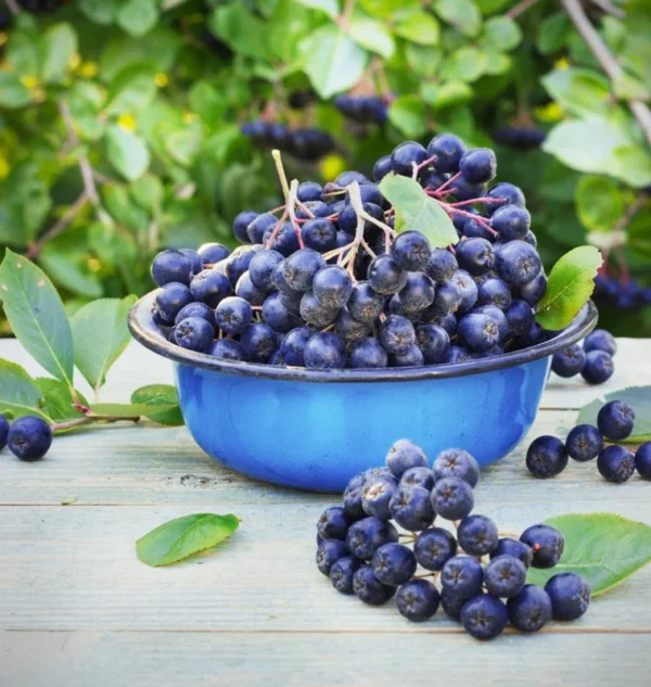 Aronia Bush - Melanocarpa Shrub - Edible Fruit - Adaptable - Dark Purple Berries - Fall Color