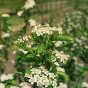 Aronia Bush - Melanocarpa Shrub - Edible Fruit - Adaptable - Dark Purple Berries - Fall Color