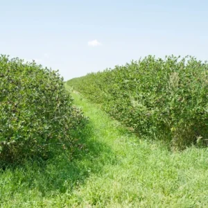 Aronia Bush - Melanocarpa Shrub - Edible Fruit - Adaptable - Dark Purple Berries - Fall Color