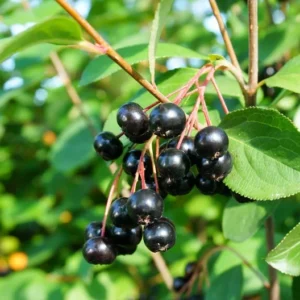 Aronia Bush - Melanocarpa Shrub - Edible Fruit - Adaptable - Dark Purple Berries - Fall Color