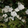 Arrowwood Viburnum Bush 2-Pack - Viburnum Dentatum - Wildlife Attracting Shrub - NOT SHIP AK, HI