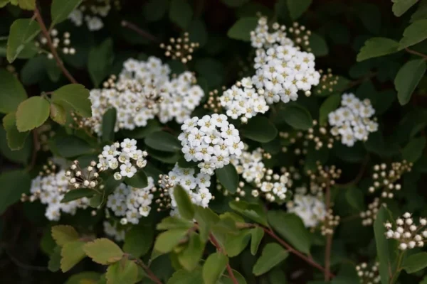 Arrowwood Viburnum Bush 2-Pack - Viburnum Dentatum - Wildlife Attracting Shrub - NOT SHIP AK, HI