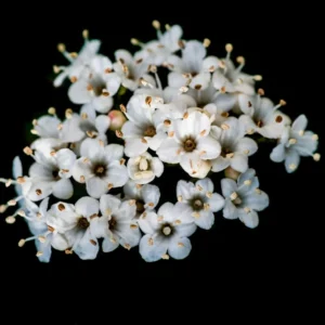 Arrowwood Viburnum Bush 2-Pack - Viburnum Dentatum - Wildlife Attracting Shrub - NOT SHIP AK, HI
