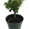 Australian Brush Cherry Plant - Eugenia - 4 inch Pot - Edible Fruit Houseplant