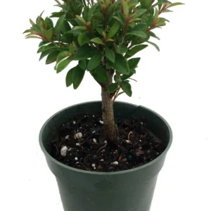 Australian Brush Cherry Plant - Eugenia - 4 inch Pot - Edible Fruit Houseplant