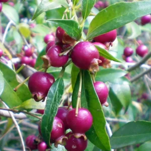 Australian Brush Cherry Plant - Eugenia - 4 inch Pot - Edible Fruit Houseplant