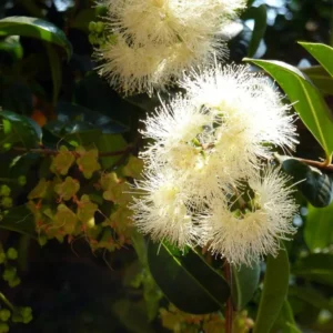 Australian Brush Cherry Plant - Eugenia - 4 inch Pot - Edible Fruit Houseplant