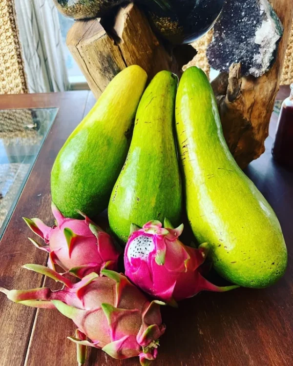 Avocado Tree - Fruit Tree - Easy to Grow