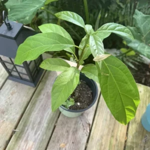 Avocado Tree - Fruit Tree - Easy to Grow