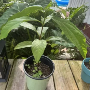 Avocado Tree - Fruit Tree - Easy to Grow