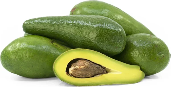 Avocado Tree Long Neck Self Pollinated - Fruit Tree - Easy Grow