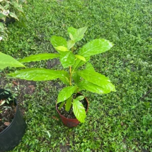 Avocado Tree Long Neck Self Pollinated - Fruit Tree - Easy Grow
