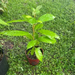Avocado Tree Long Neck Self Pollinated - Fruit Tree - Easy Grow