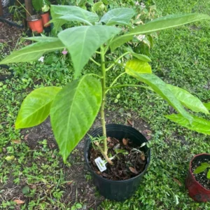 Avocado Tree Long Neck Self Pollinated - Fruit Tree - Easy Grow