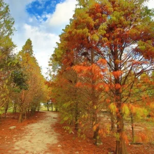 Bald Cypress Tree - Taxodium Distichum - Adaptable Evergreen - Full Sun