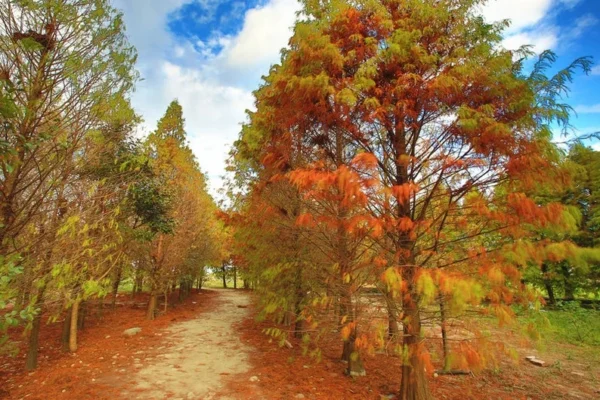 Bald Cypress Tree - Taxodium Distichum - Adaptable Evergreen - Full Sun