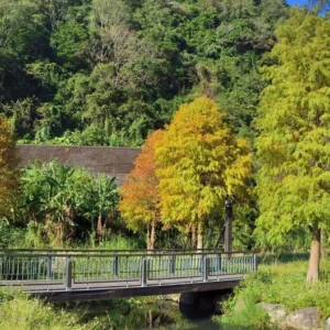 Bald Cypress Tree - Taxodium Distichum - Adaptable Evergreen - Full Sun