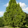Bald Cypress Tree Taxodium distichum Plant - 18-36" Tall - 1 Gallon Potted Tree
