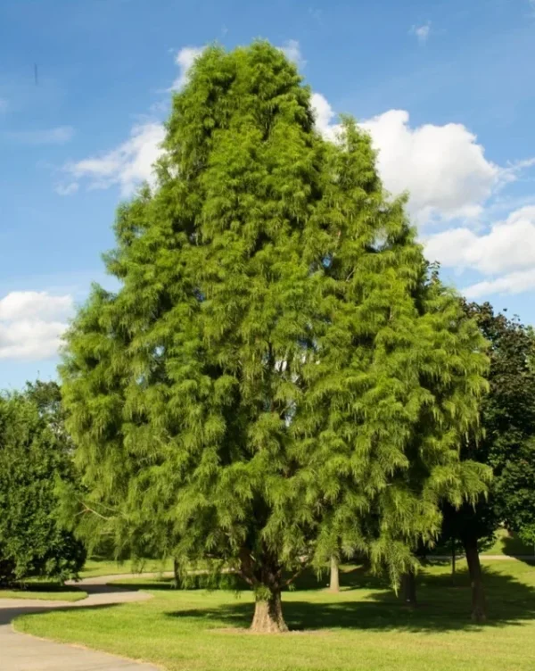 Bald Cypress Tree Taxodium distichum Plant - 18-36" Tall - 1 Gallon Potted Tree