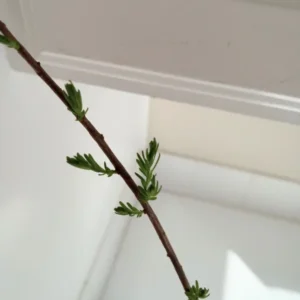 Bald Cypress Tree Taxodium distichum Plant - 18-36" Tall - 1 Gallon Potted Tree