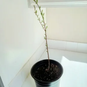 Bald Cypress Tree Taxodium distichum Plant - 18-36