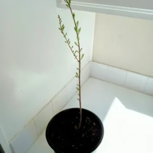 Bald Cypress Tree Taxodium distichum Plant - 18-36