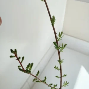 Bald Cypress Tree Taxodium distichum Plant - 18-36