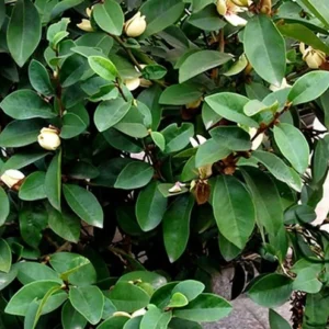 Banana Shrub Michelia Figo Plant - 1 Gal Pot - Fragrant Flowers