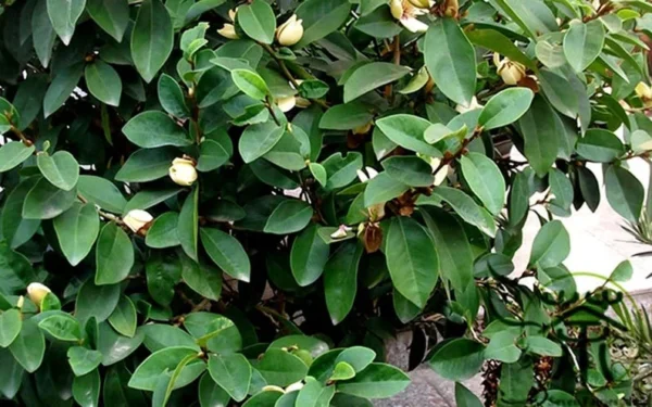 Banana Shrub Michelia Figo Plant - 1 Gal Pot - Fragrant Flowers