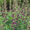 Baptisia Twilite Prairieblues - False Indigo Plant - 2.5 inch Pot - Violet Burgundy Blooms