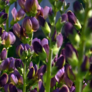 Baptisia Twilite Prairieblues - False Indigo Plant - 2.5 inch Pot - Violet Burgundy Blooms